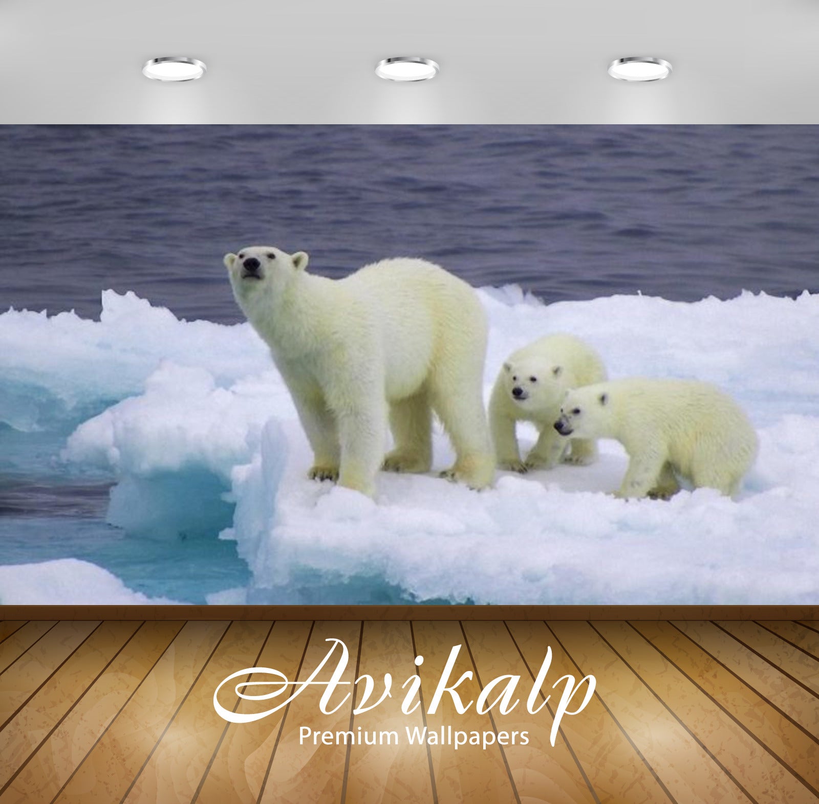 Avikalp Exclusive Awi2915 Polar Bears Are Usually Found In Northern Sea Areas Of Alaska The Communit