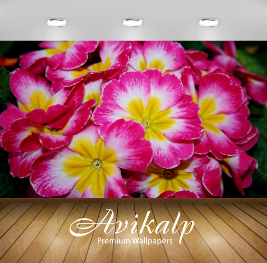 Avikalp Exclusive Awi2920 Primula Closeup Pink Color Flowers Full HD Wallpapers for Living room, Hal