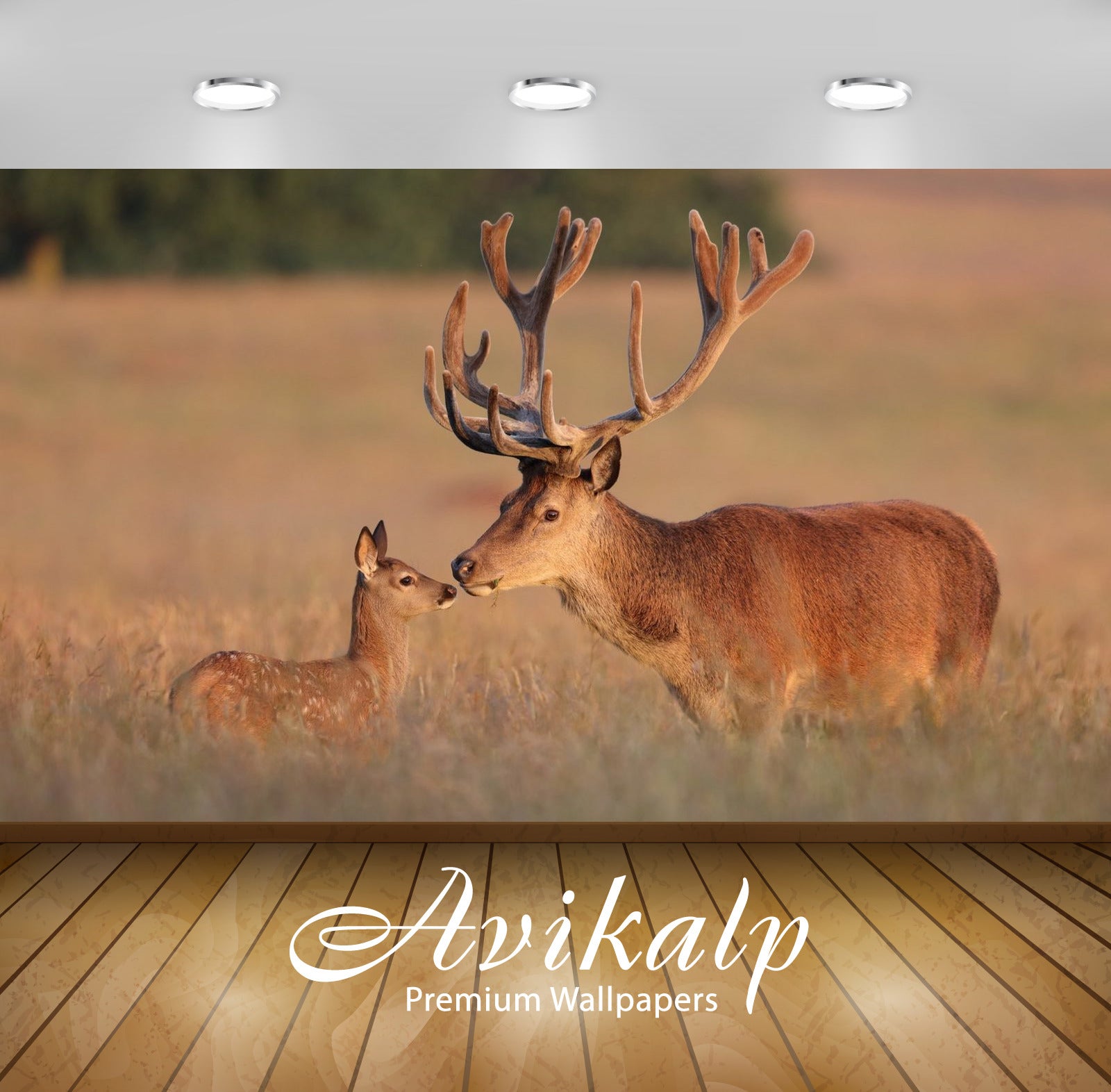 Avikalp Exclusive Awi2935 Red Deer Deer Elk With Large Antlers Full HD Wallpapers for Living room, H