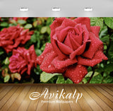 Avikalp Exclusive Awi2943 Red Rose With Water Drops Full HD Wallpapers for Living room, Hall, Kids R