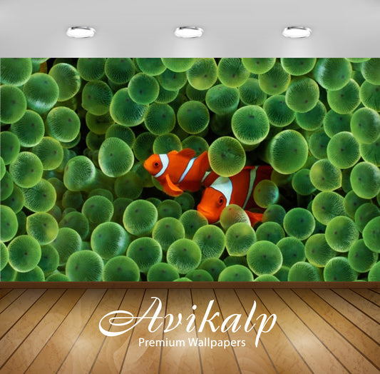 Avikalp Exclusive Awi2980 Sea Animals Clownfish Fish Sea Anemones Full HD Wallpapers for Living room