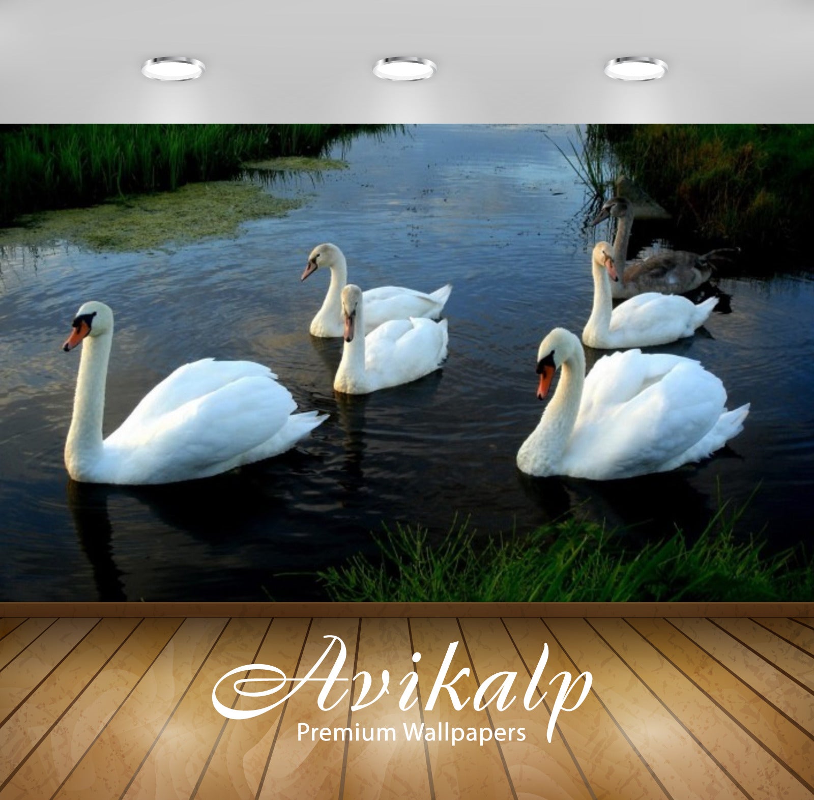 Avikalp Exclusive Awi3118 Swans Channel Water Full HD Wallpapers for Living room, Hall, Kids Room, K