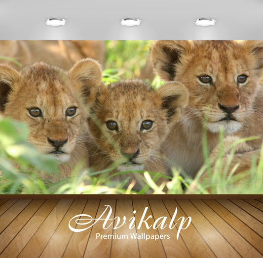 Avikalp Exclusive Awi3150 Three Young Lions In The Green Grass Tanzania Kamp Elewana Full HD Wallpap