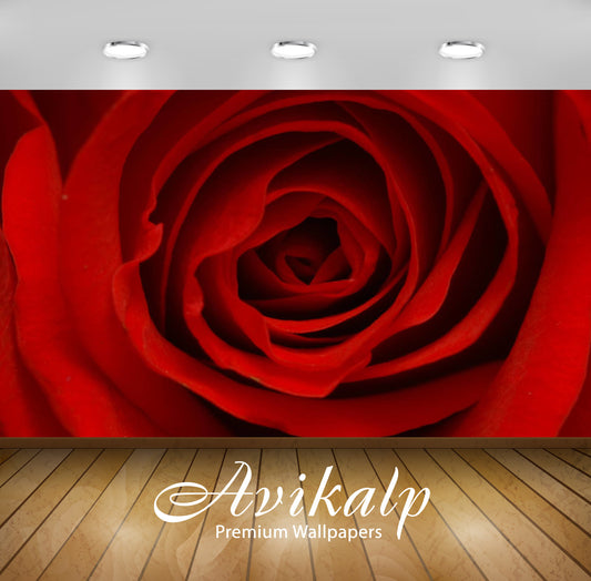 Avikalp Exclusive Awi3259 Red Rose Flower Full HD Wallpapers for Living room, Hall, Kids Room, Kitch