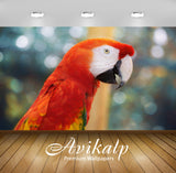 Avikalp Exclusive Awi3355 Parrot Birt Full HD Wallpapers for Living room, Hall, Kids Room, Kitchen,