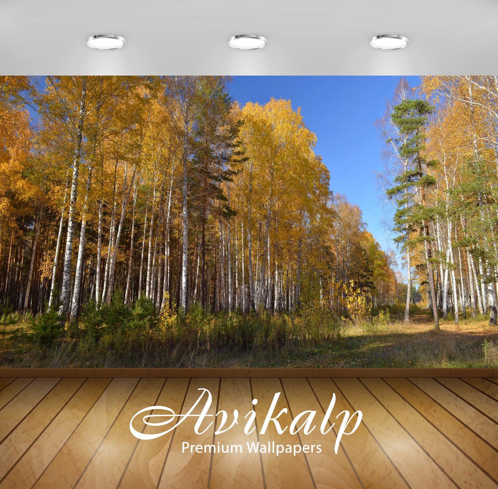 Avikalp Exclusive Awi5234 Birch Autumn Forest Nature Full HD Wallpapers for Living room, Hall, Kids