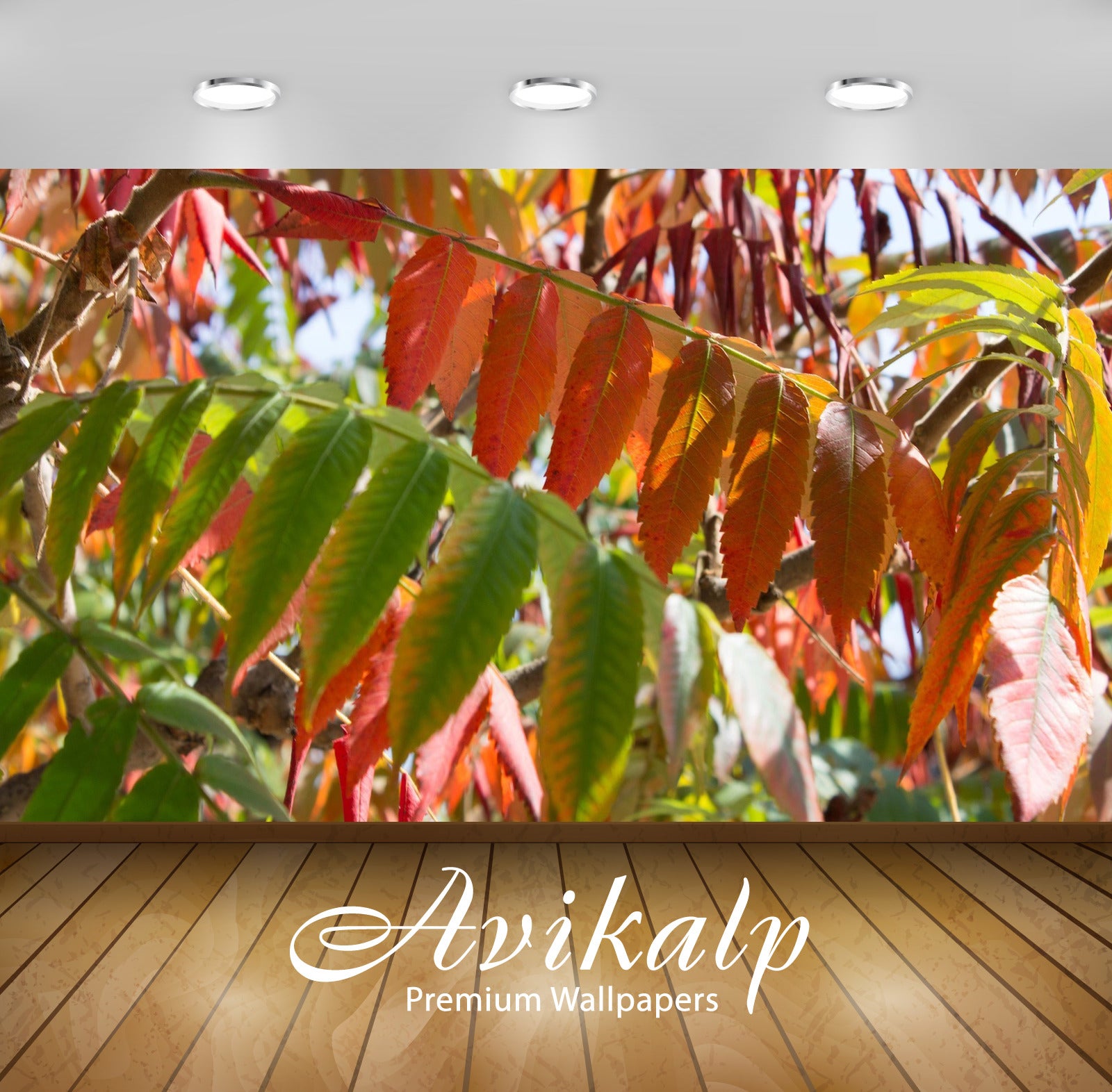 Avikalp Exclusive Awi5348 Colorful Leaves In The Sunshine Nature Full HD Wallpapers for Living room,