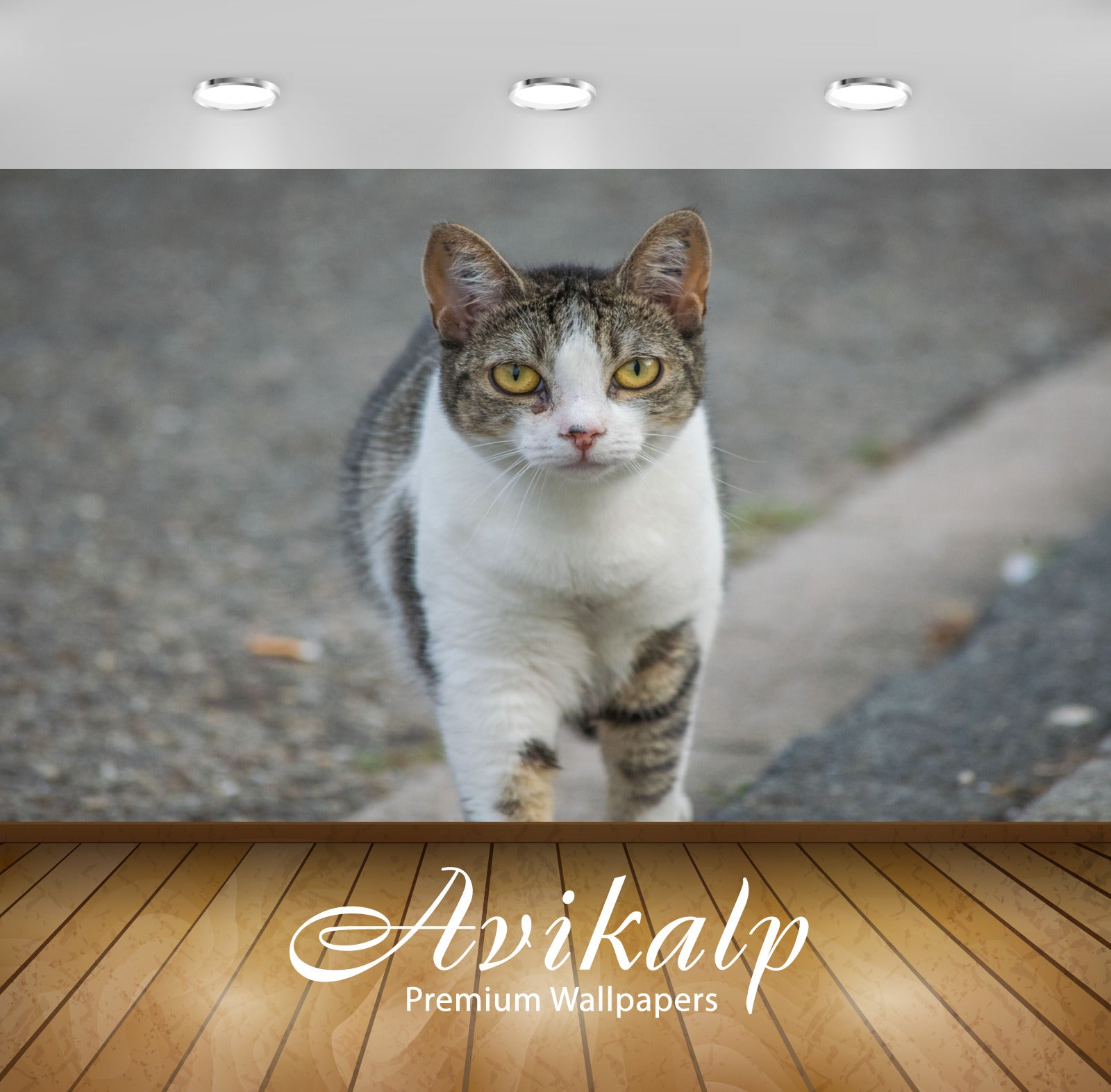 Avikalp Exclusive Premium cat HD Wallpapers for Living room, Hall, Kids Room, Kitchen, TV Background