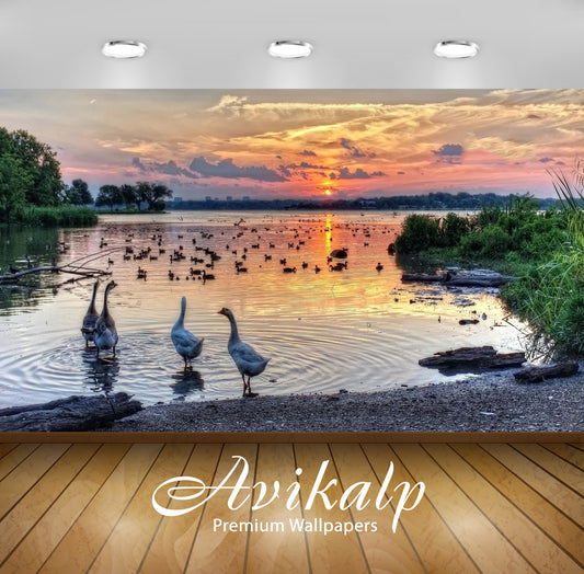 Avikalp Exclusive Awi5496 Geese At Sunset Lake Nature Full HD Wallpapers for Living room, Hall, Kids