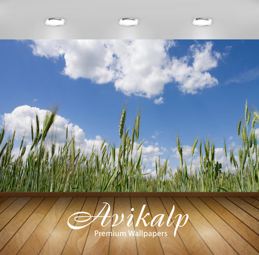Avikalp Exclusive Awi5540 Grass Spikes On The Field Nature Full HD Wallpapers for Living room, Hall,