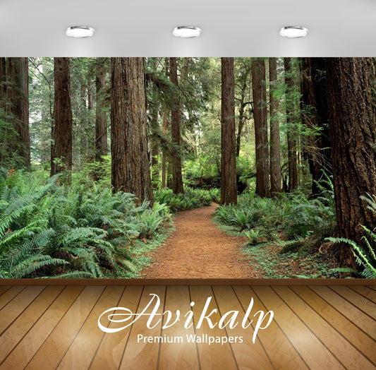 Avikalp Exclusive Awi5865 Olympic National Park Nature Full HD Wallpapers for Living room, Hall, Kid