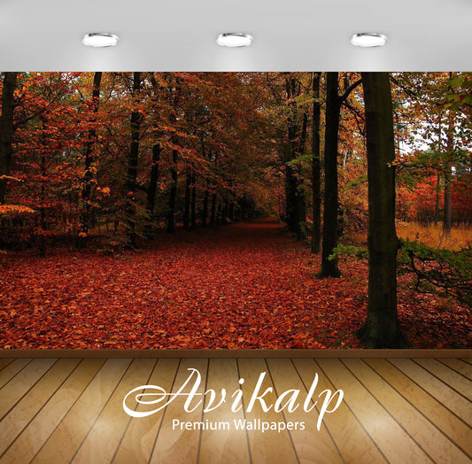 Avikalp Exclusive Awi5887 Path In Autumn Forest Nature Full HD Wallpapers for Living room, Hall, Kid