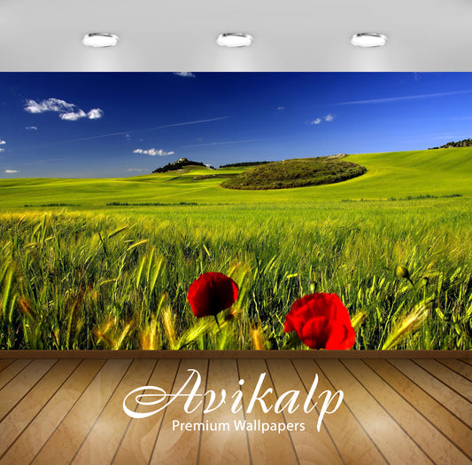 Avikalp Exclusive Awi5937 Poppy In The Field Nature Full HD Wallpapers for Living room, Hall, Kids R
