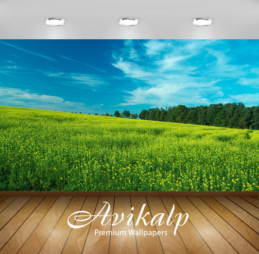 Avikalp Exclusive Awi5959 Rapeseed Field Nature Full HD Wallpapers for Living room, Hall, Kids Room,
