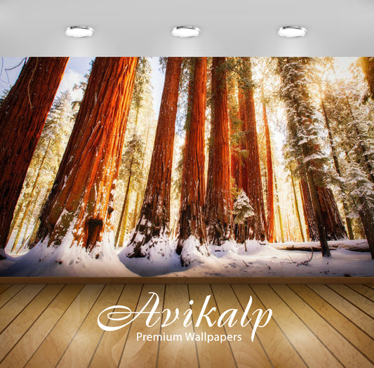 Avikalp Exclusive Awi5983 Redwood Forest Nature Full HD Wallpapers for Living room, Hall, Kids Room,