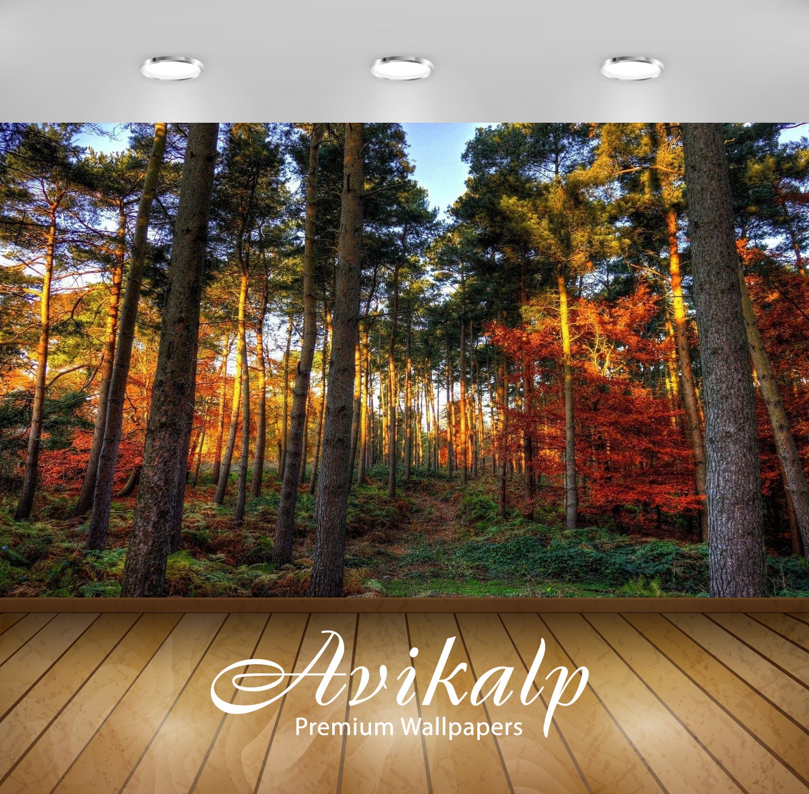 Avikalp Exclusive Awi6170 Shades Of Autumn In The Forest Nature Full HD Wallpapers for Living room,
