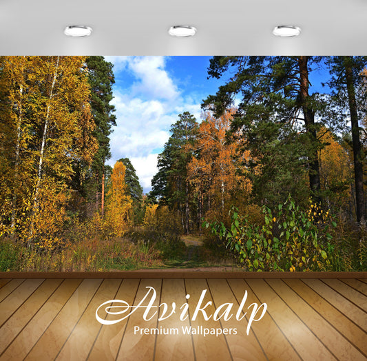 Avikalp Exclusive Awi6172 Shades Of Autumn In The Forest Nature Full HD Wallpapers for Living room,