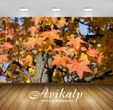 Avikalp Exclusive Awi6541 Sweetgum Branches In The Fall Nature Full HD Wallpapers for Living room, H