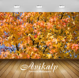 Avikalp Exclusive Awi6542 Sweetgum Foliage In The Fall Nature Full HD Wallpapers for Living room, Ha