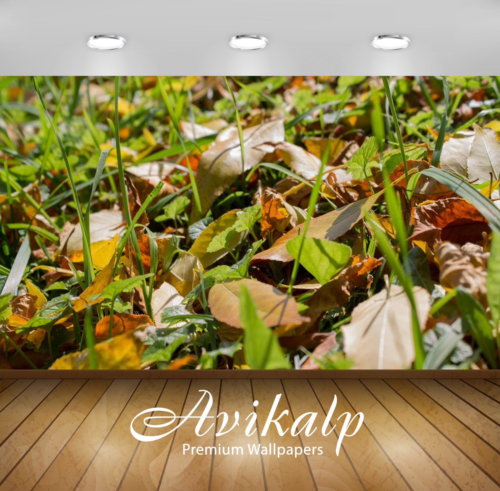 Avikalp Exclusive Awi6553 The First Leaves Of The Fall Nature Full HD Wallpapers for Living room, Ha