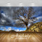Avikalp Exclusive Awi6593 Tree Growing Next To A Rock Peak Nature Full HD Wallpapers for Living room
