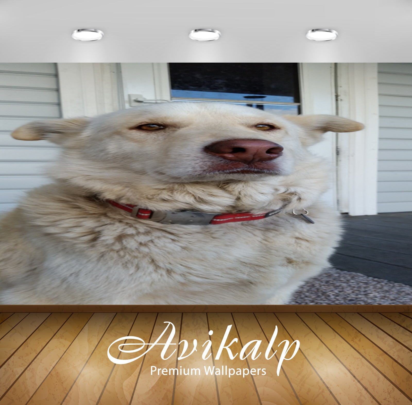 Avikalp Exclusive Premium dogs HD Wallpapers for Living room, Hall, Kids Room, Kitchen, TV Backgroun