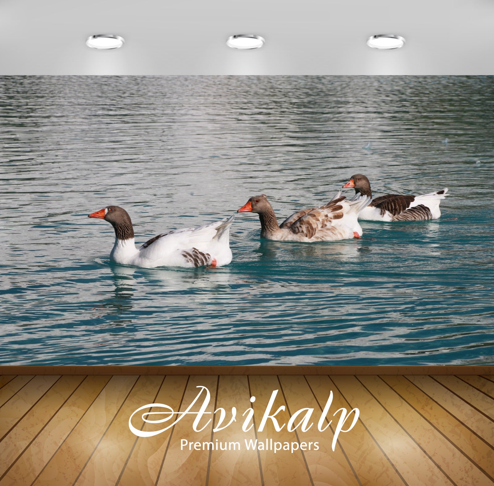 Avikalp Exclusive Premium duck HD Wallpapers for Living room, Hall, Kids Room, Kitchen, TV Backgroun