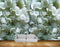 Avikalp MWZ0271 Blue White Flowers HD Wallpaper