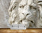Avikalp MWZ0374 White Lion HD Wallpaper