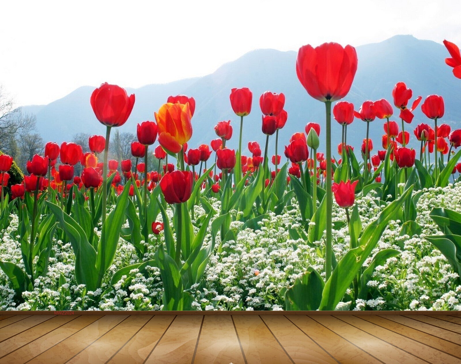 Mobile Hd Beautiful Flowers Tulips Background Images