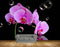 Avikalp MWZ2029 Pink Flowers HD Wallpaper