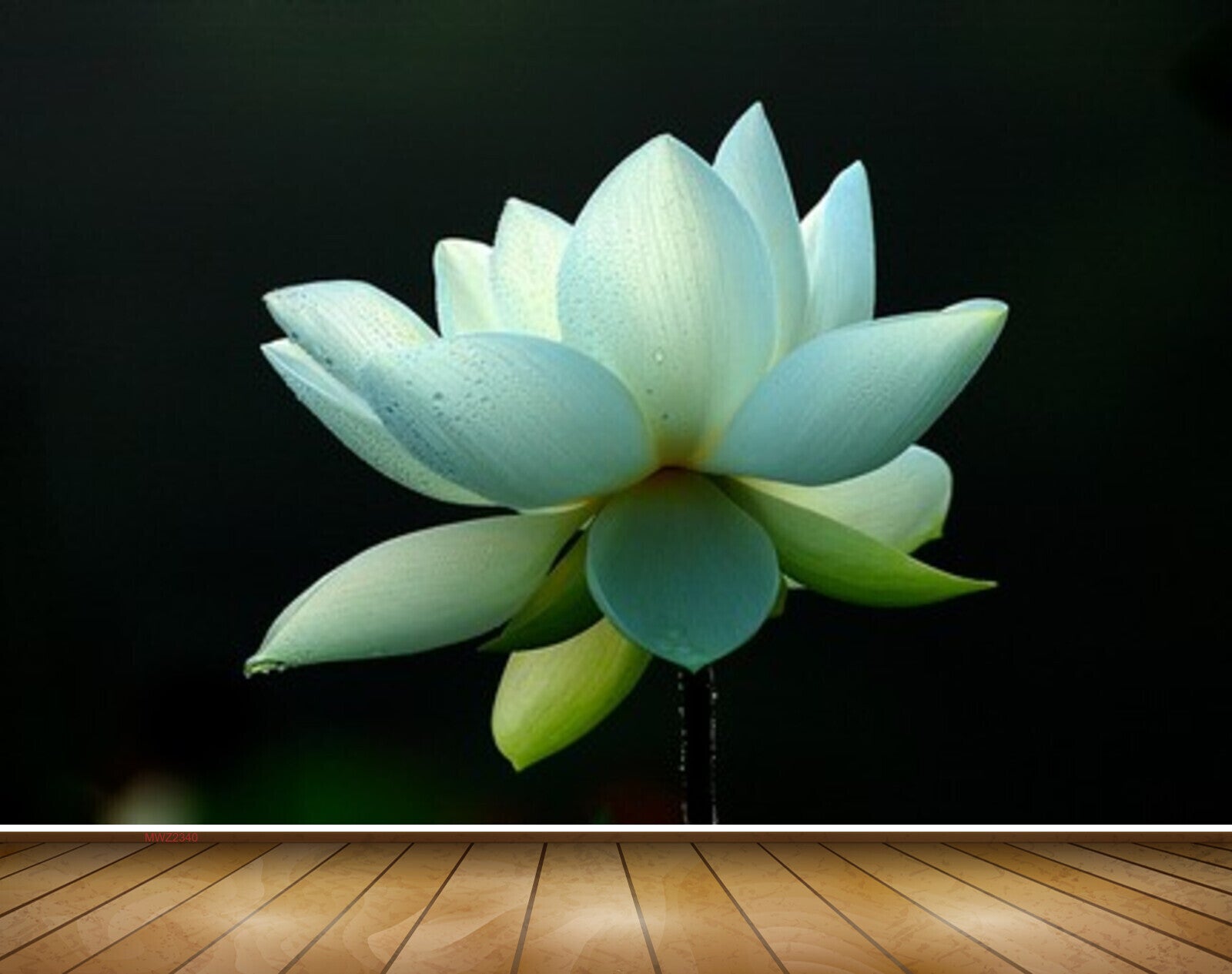 Avikalp MWZ2340 White Lotus Flower HD Wallpaper