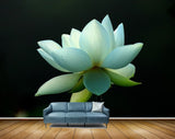 Avikalp MWZ2340 White Lotus Flower HD Wallpaper