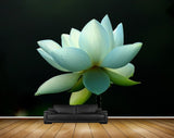 Avikalp MWZ2340 White Lotus Flower HD Wallpaper