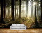 Avikalp MWZ2395 Trees Sunlight Branches Forest HD Wallpaper