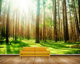 Avikalp MWZ2495 Trees Grass Stems Sun HD Wallpaper