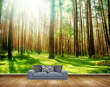 Avikalp MWZ2495 Trees Grass Stems Sun HD Wallpaper