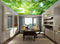 Avikalp MWZ3415 Trees Branches Green Leaves HD Wallpaper for Ceiling